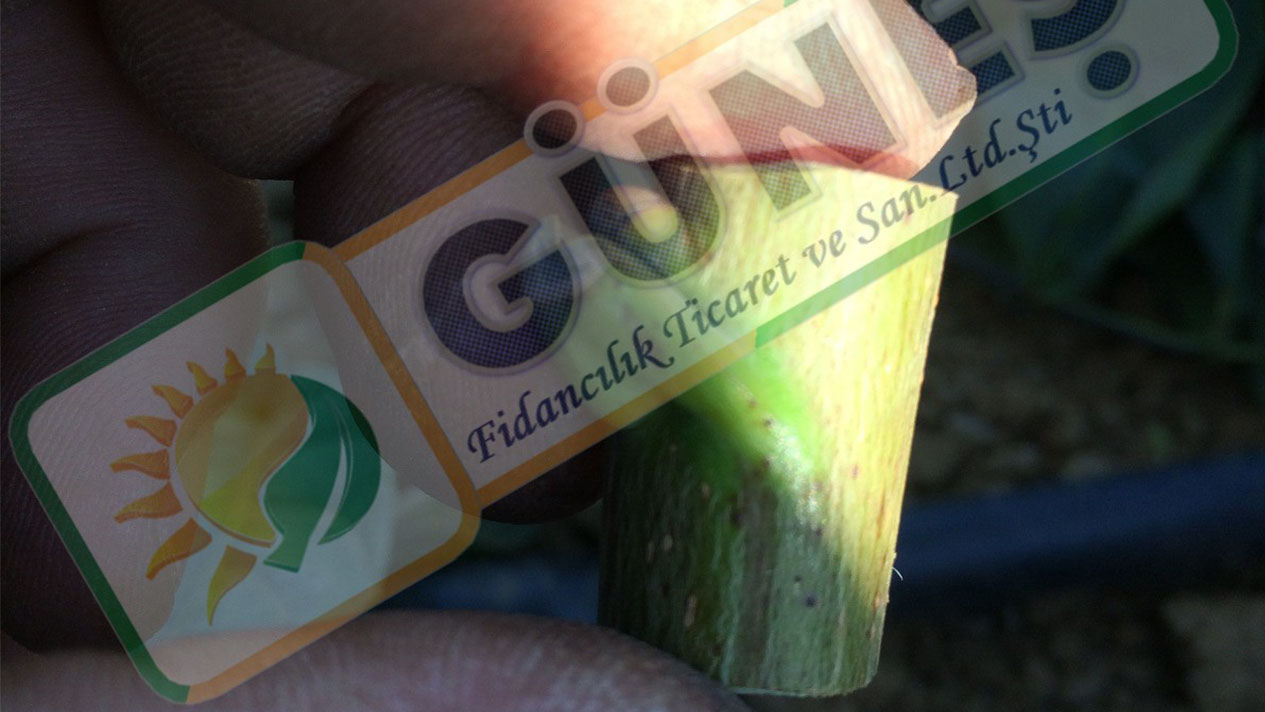 Güneş Fidan