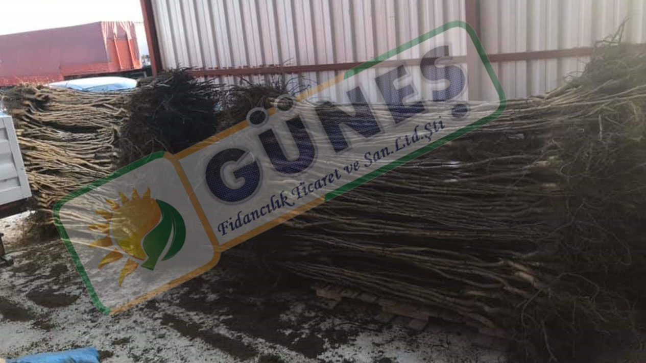 Güneş Fidan
