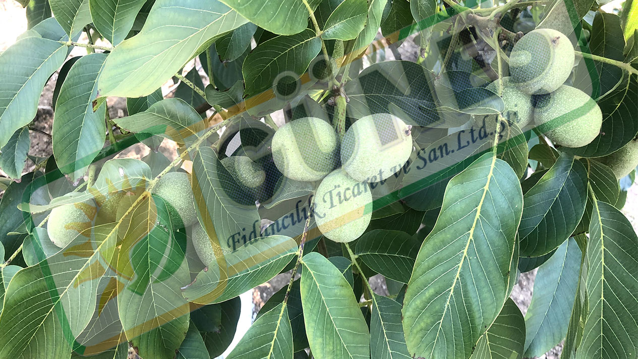 Güneş Fidan