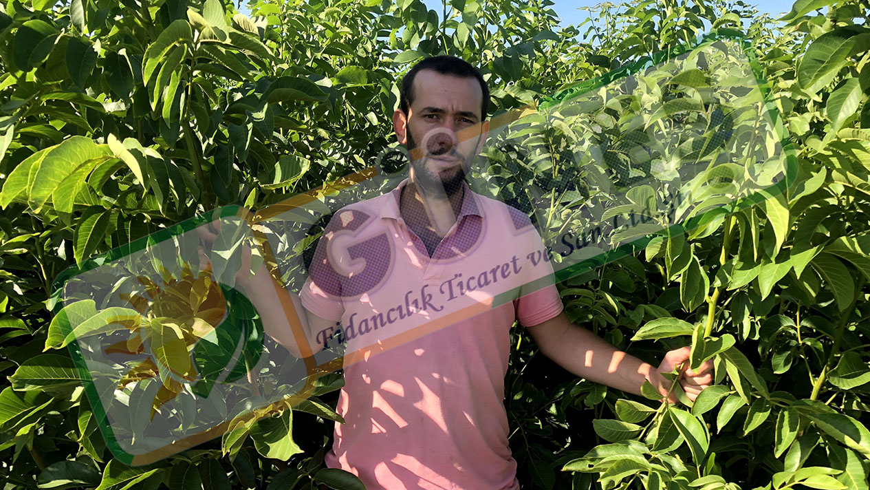 Güneş Fidan