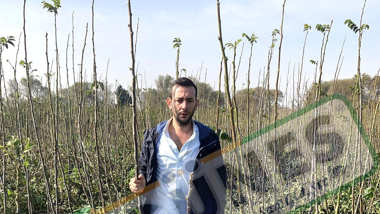 Güneş Fidan