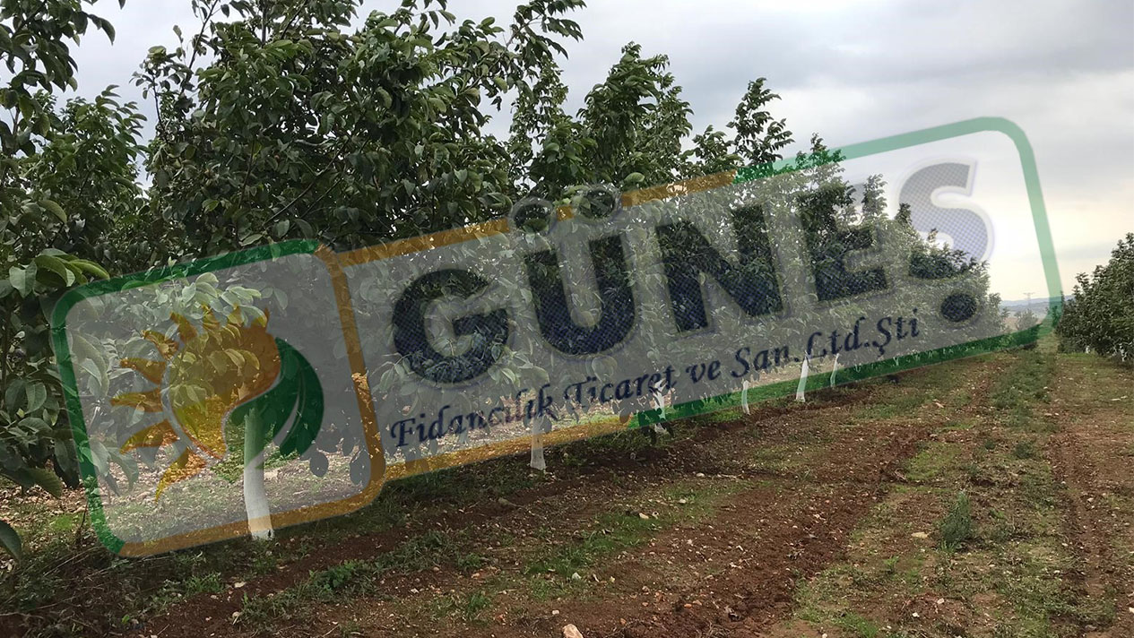Güneş Fidan