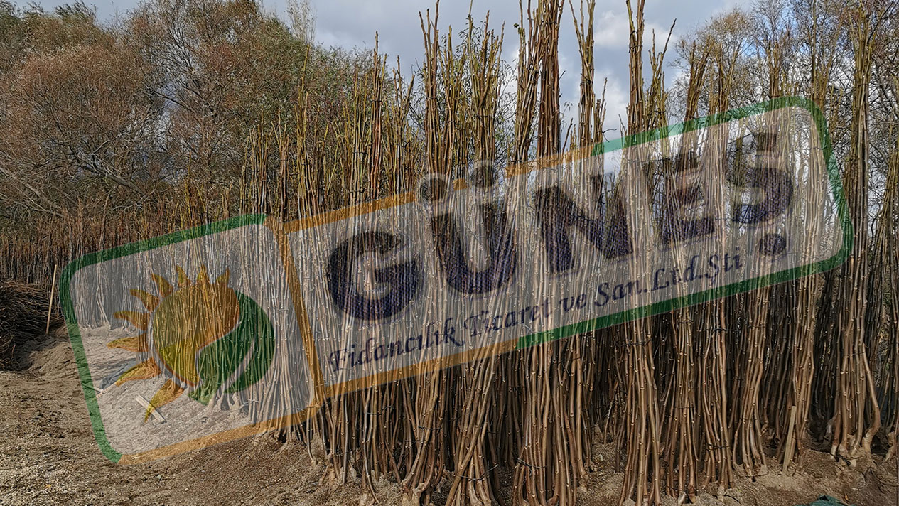 Güneş Fidan